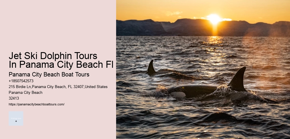 Jet Ski Dolphin Tours In Panama City Beach Fl