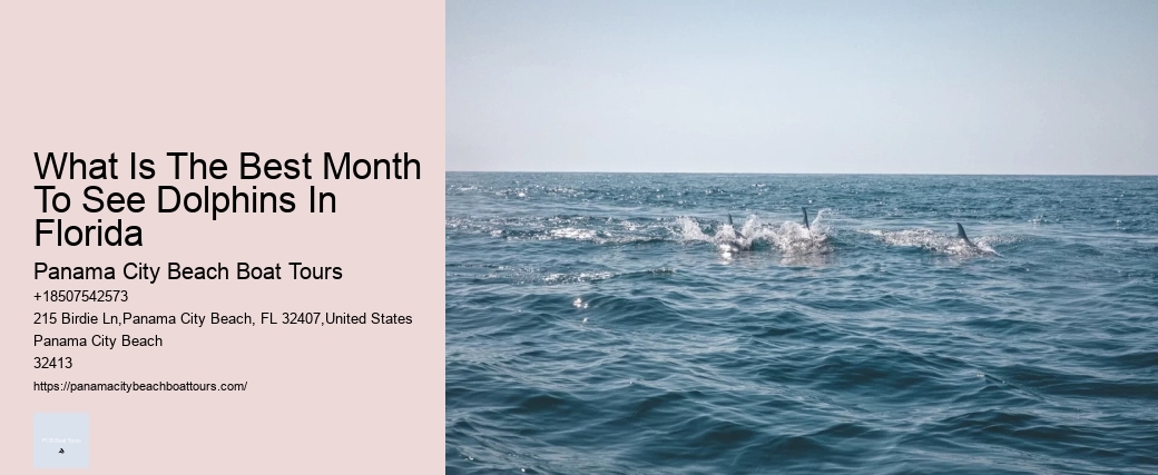 What Is The Best Month To See Dolphins In Florida