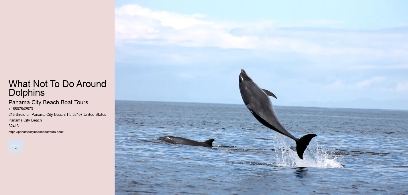 What Not To Do Around Dolphins