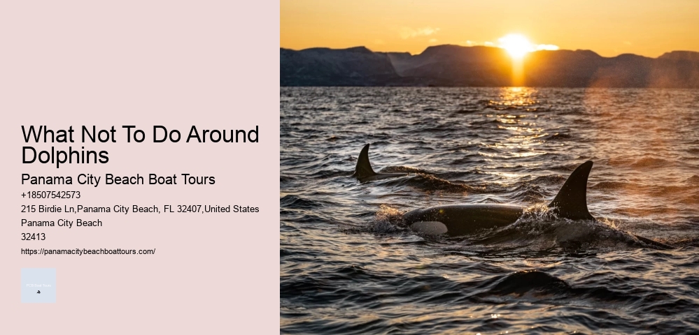 Which Beach Is Best For Dolphin