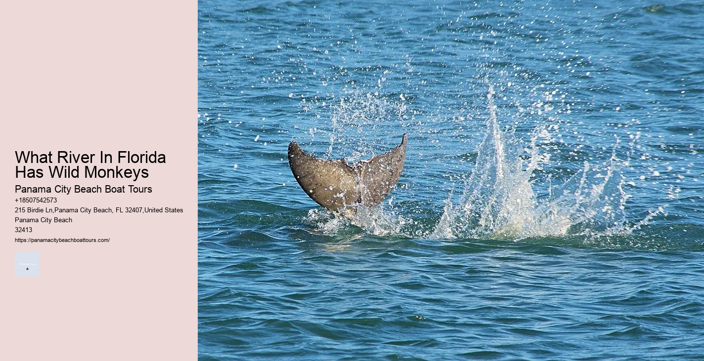Dolphin Tours In Panama City Beach Florida