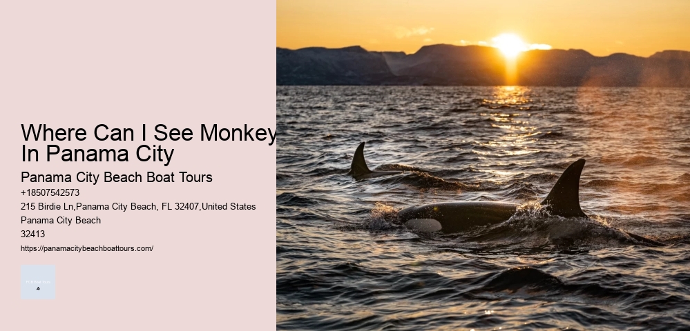 Must-haves For Your Dolphin Cruise