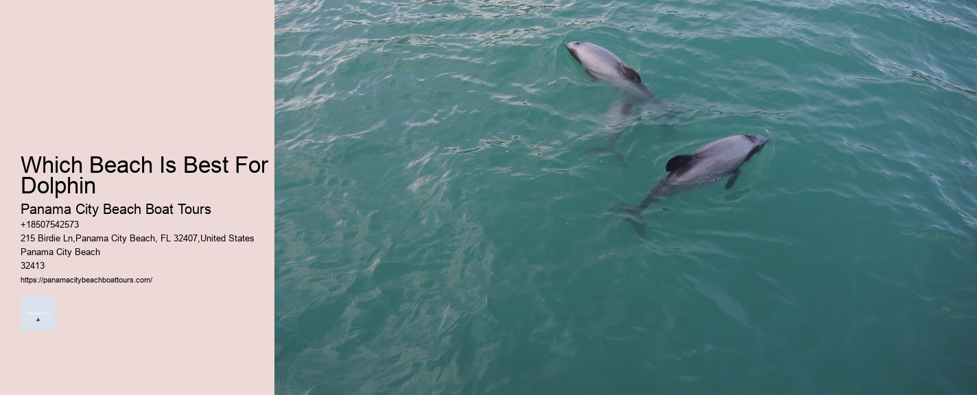 Which Beach Is Best For Dolphin